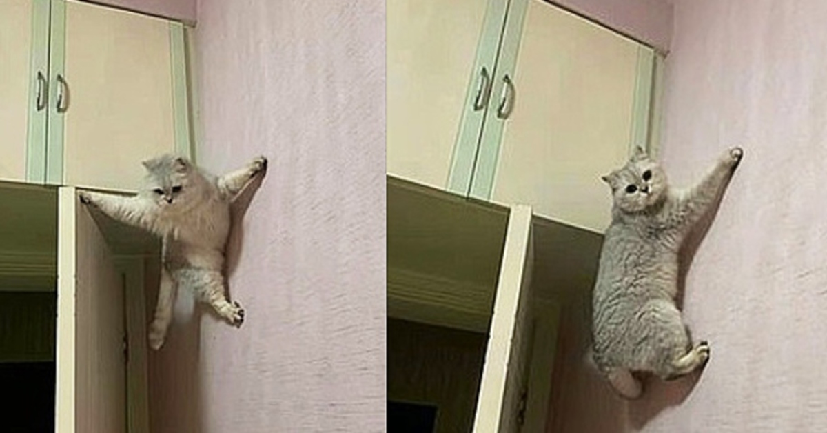 Il gattino British Shorthair Qiqi è un vero mago dell’arrampicata (VIDEO)