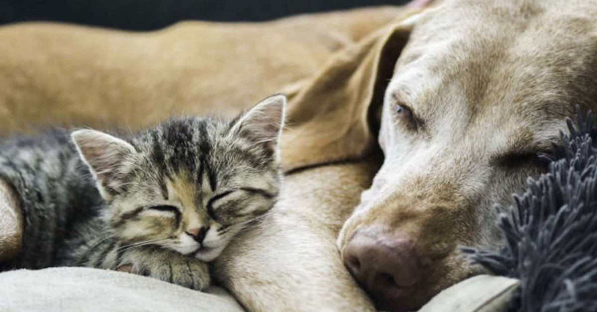 Il gattino British Shorthair e il suo amico Labrador si scambiano delle tenere coccole (video)