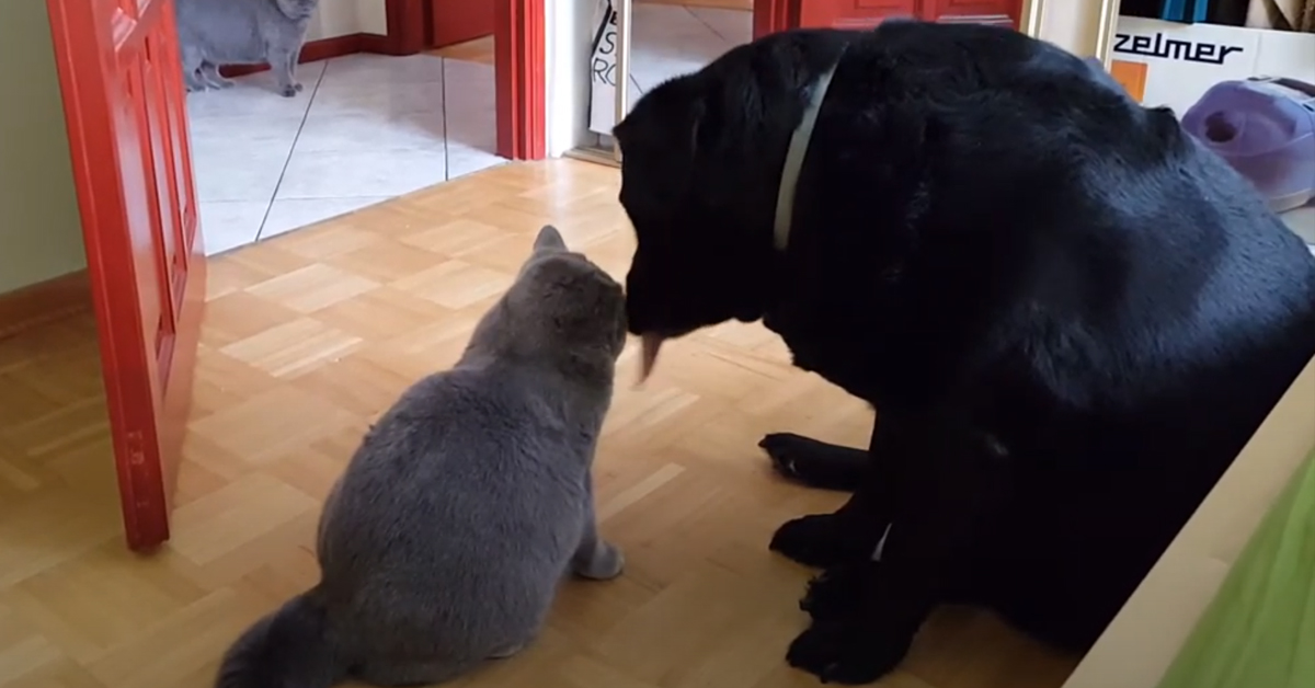 Gatto con un Labrador