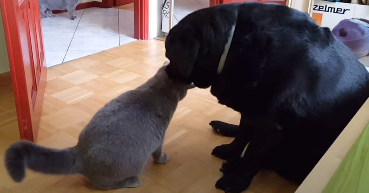 Gatto con un Labrador