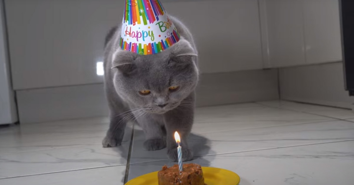 Il gattino British Shorthair festeggia il compleanno in un modo speciale con tanto di soffio di candeline (video)