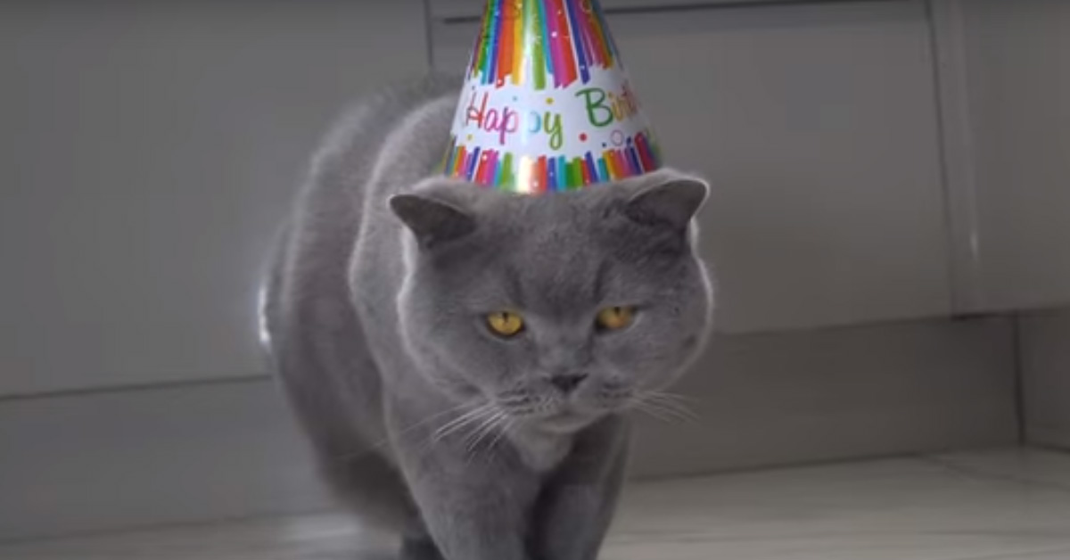 Gatto festeggia il compleanno