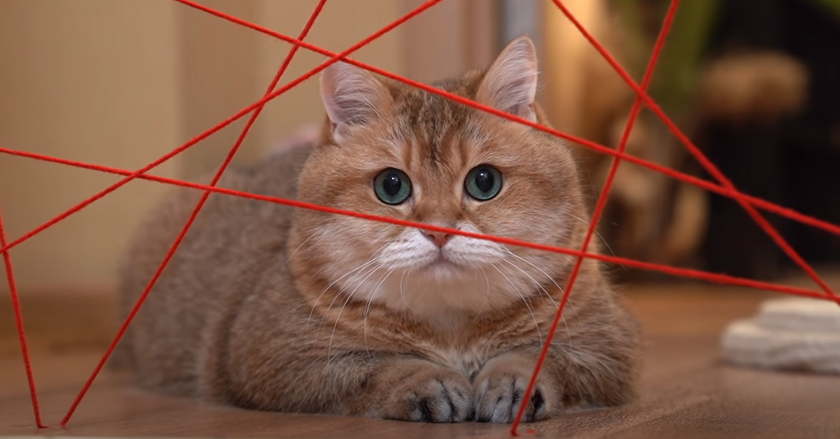 Il gattino Hosico affronta una vera mission impossible: riuscirà a superare la sfida? (video)