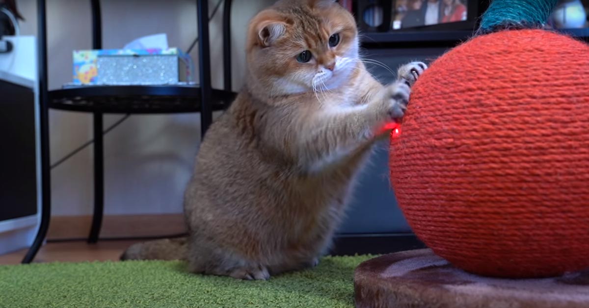 Il gattino Hosico è felice di giocare con un laser (video)
