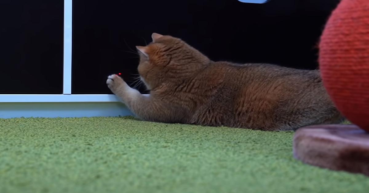 Gatto che gioca con un laser