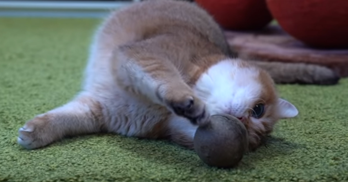 Il gattino Hosico è molto felice di poter giocare con la sua nuova pallina (video)
