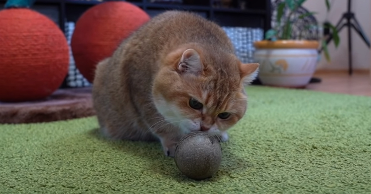 Gatto che gioca con una pallina