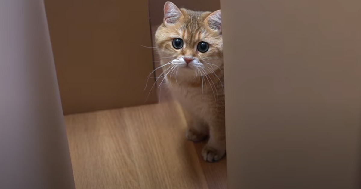 Il gattino Hosico entra in un labirinto: riuscirà a trovare l’uscita? (video)