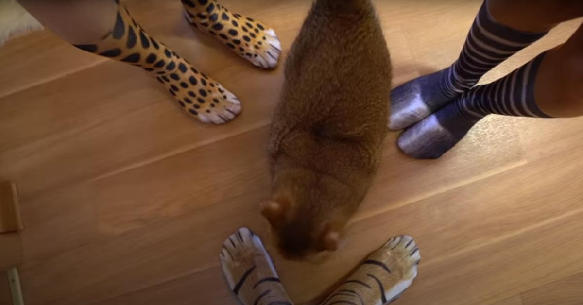 Gatto di fronte a calze leopardate