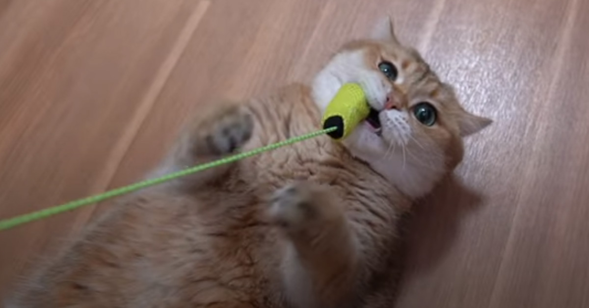Il gattino Hosico insegna ai “principianti” come si salta la corda (video)