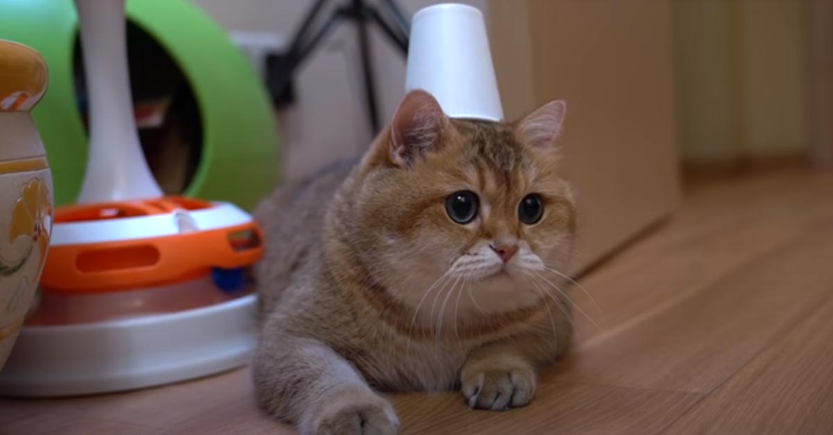 Il gattino Hosico mette alla prova le sue capacità con un trucco di magia (video)