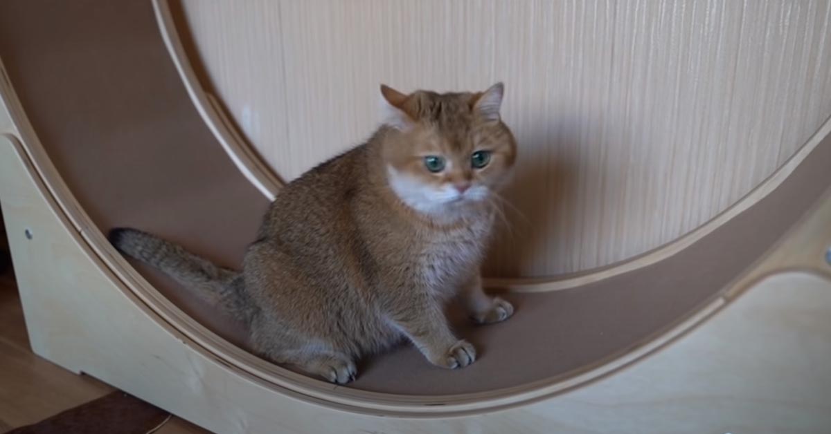 Il gattino Hosico non sembra avere molta voglia di fare attività fisica per tenersi in forma (video)