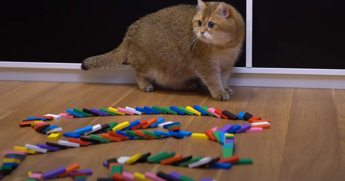 Il gattino Hosico resta affascinato di fronte all’effetto domino e il momento è magico (video)