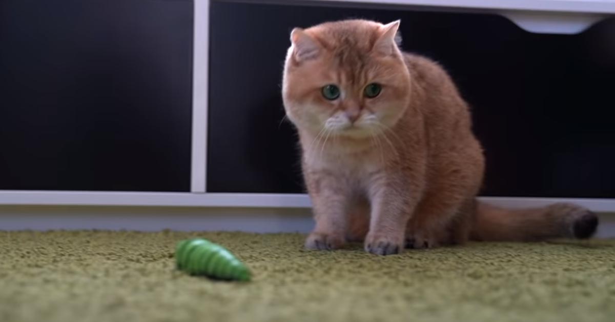 Il gattino Hosico si diverte giocando con un bruco giocattolo (video)
