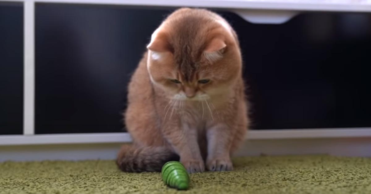 Gatto che gioca con un bruco giocattolo