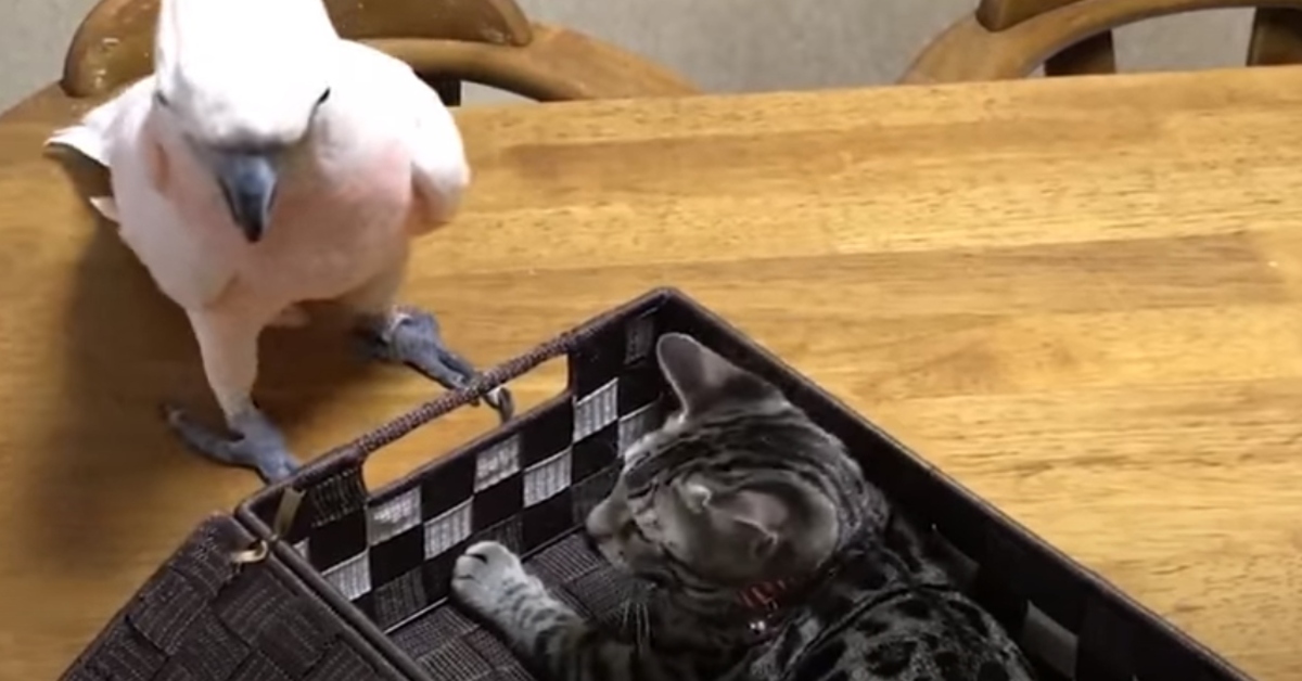 Il gattino Koume e il cacatua Karin si fanno i dispetti a vicenda (VIDEO)