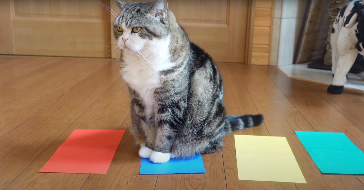 Il gattino Maru è in grado di riconoscere il suo colore preferito (video)