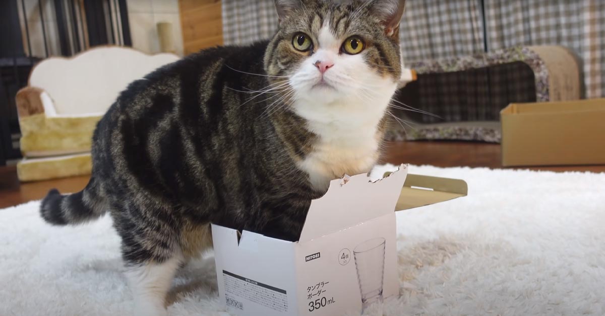 Il gattino Maru è invidioso della scatola del suo amico felino: lui è troppo grande per entrarci (video)