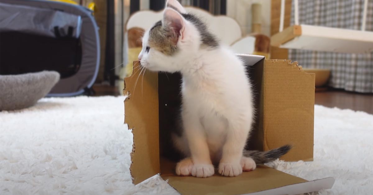 Gatto in una scatola