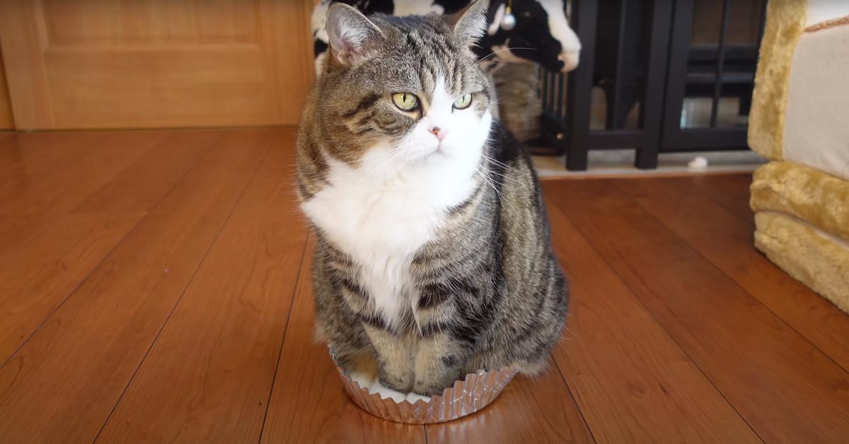 Il gattino Maru ha deciso di “trasformarsi” in un cupcake (video)