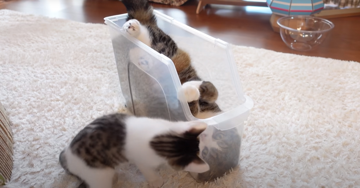 Il gattino Maru insegna al suo fratellino come si fanno le capriole (video)