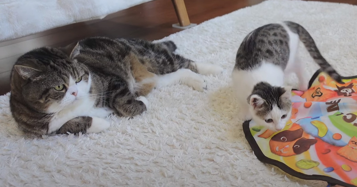 Il gattino Miri va matto per il suo nuovo giocattolo e finalmente suo fratello può riposarsi (video)