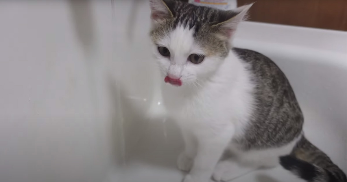 Il gattino Miri vuole disperatamente bere dal lavandino e il video conquista il web