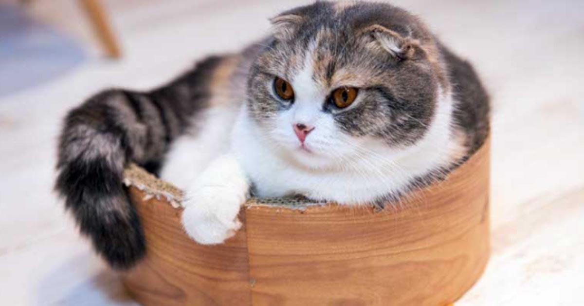 Il gattino Munchkin e il pappagallo sono i migliori amici che nessuno si aspetta (video)