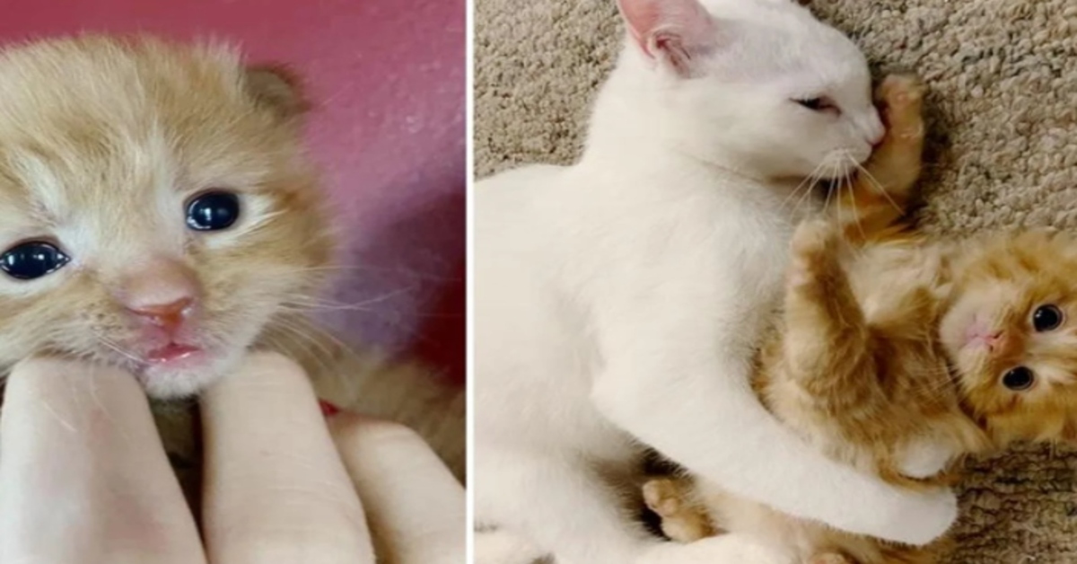 Il gattino Pua ha trovato la felicità grazie a un amico speciale (VIDEO)