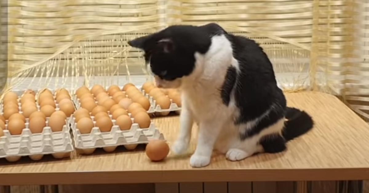 Gattino di fronte a molte uova