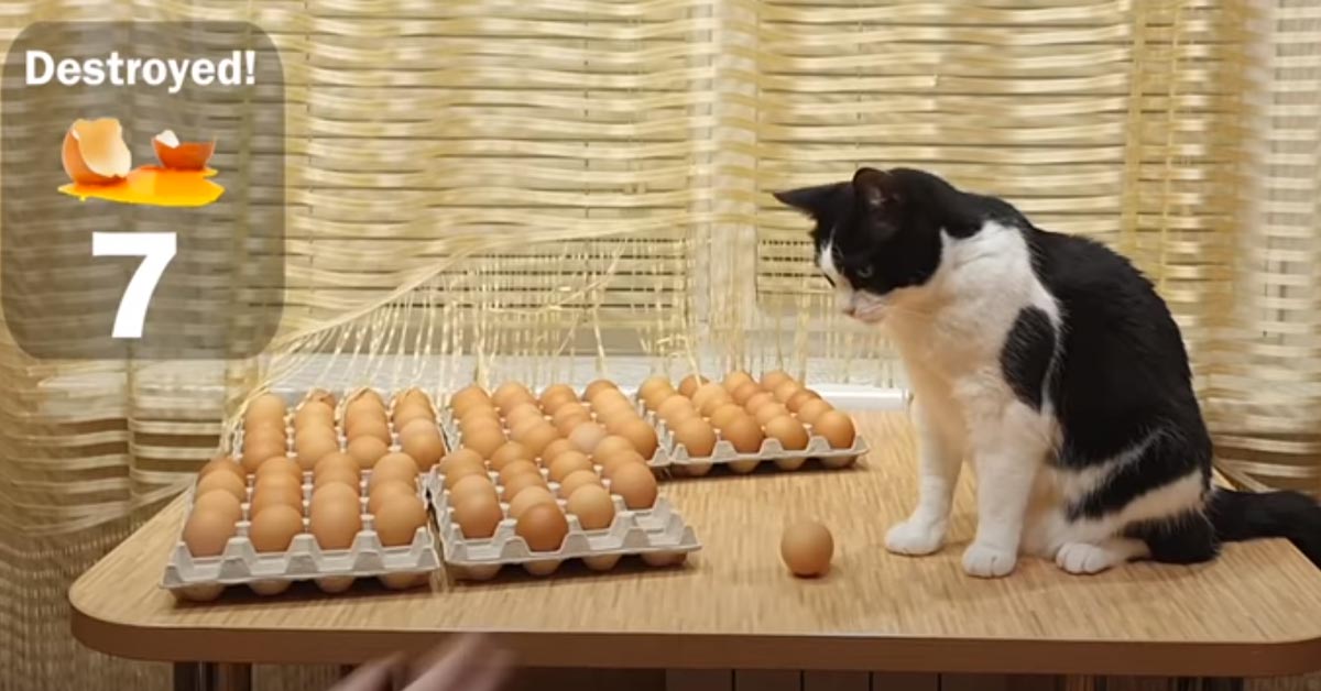 Gattino di fronte a molte uova