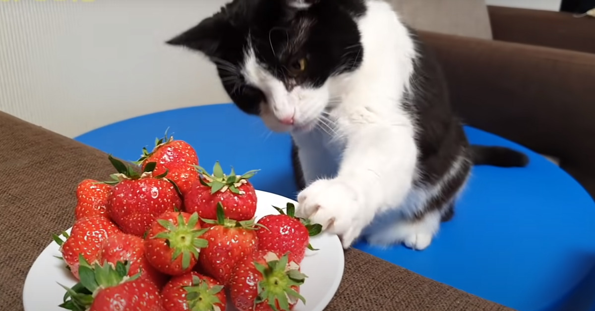 Gatto con delle fragole