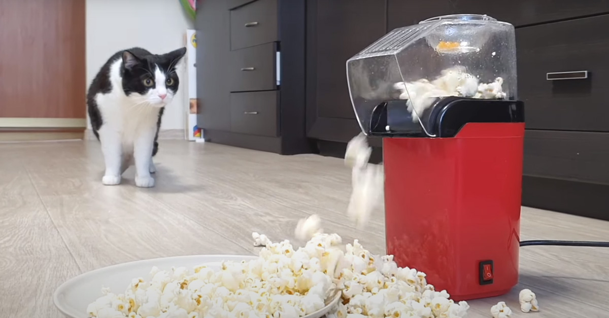 Il gattino Pusic è molto curioso di capire come funziona la macchinetta che cuoce i popcorn (video)