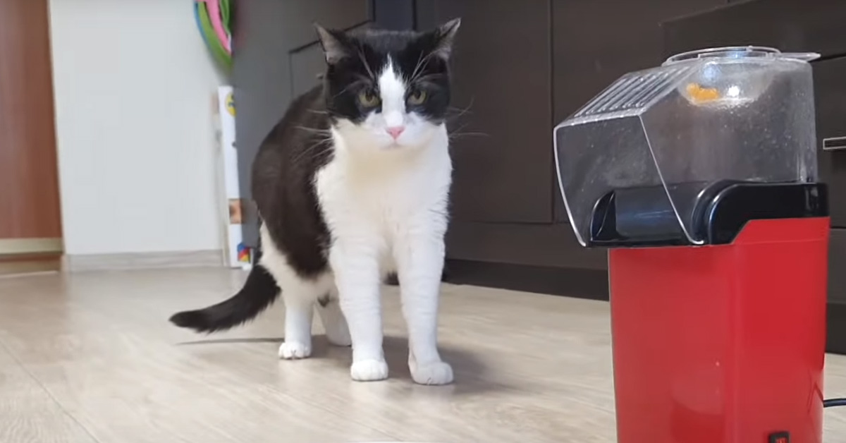 Gatto osserva macchinetta dei popcorn