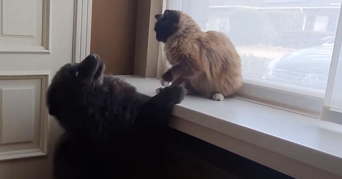 Il gattino Ragdoll e il cucciolo di Chow Chow “lottano” teneramente e il momento è magico (video)