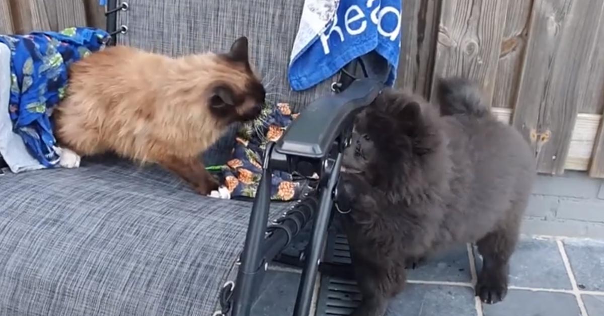 Gattino Ragdoll che gioca con un cucciolo di Chow Chow