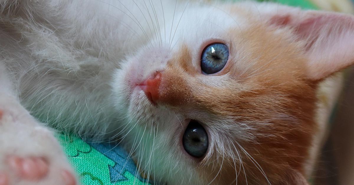 Il gattino Rupert conosce il suo nuovo fratellino, un bambino appena nato (video)