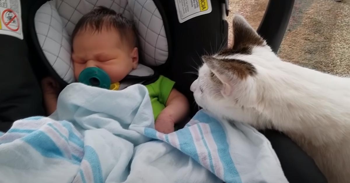 Gattino con un bambino