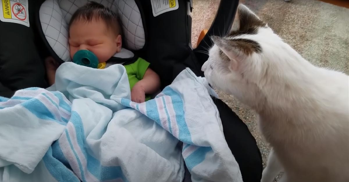 Gattino con un bambino