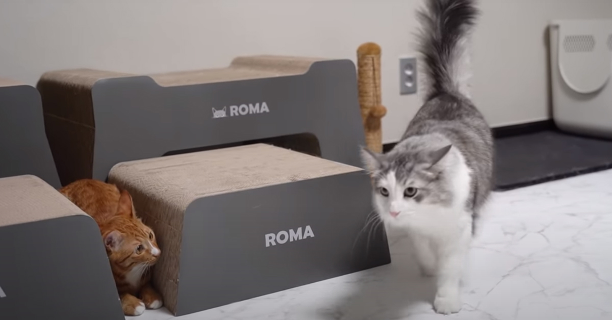 Il gattino adora nascondersi per fare dei teneri agguati a suo fratello (video)
