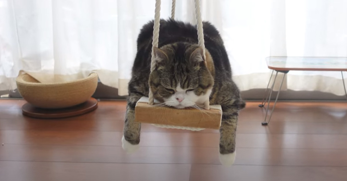 Il gattino adora rilassarsi in un modo davvero particolare: dondolandosi sopra ad un’altalena (video)