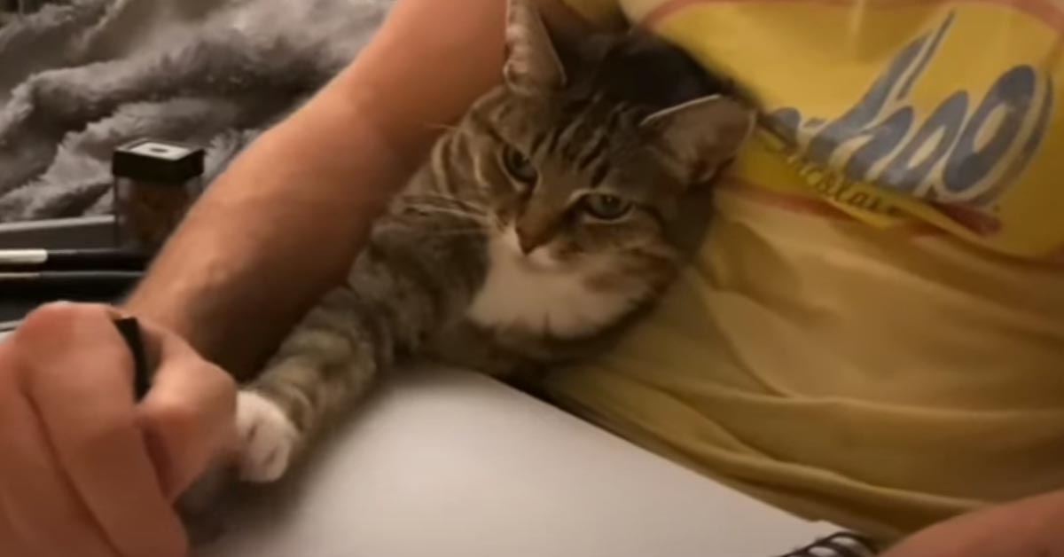 Il gattino aiuta il suo proprietario a disegnare e il momento è magico (video)
