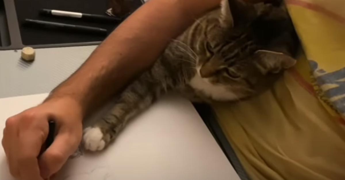 Gatto che disegna con il proprietario