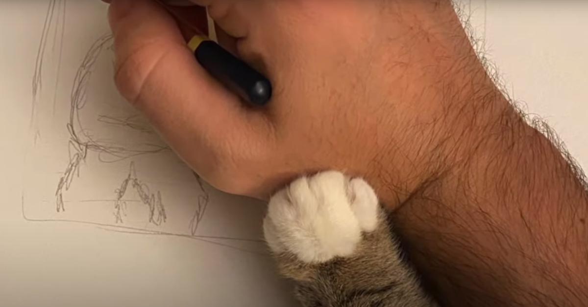 Zampa del gatto con mano di un uomo