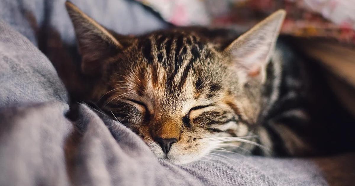 Il gattino assonnato augura il buongiorno al suo proprietario in modo molto dolce (video)