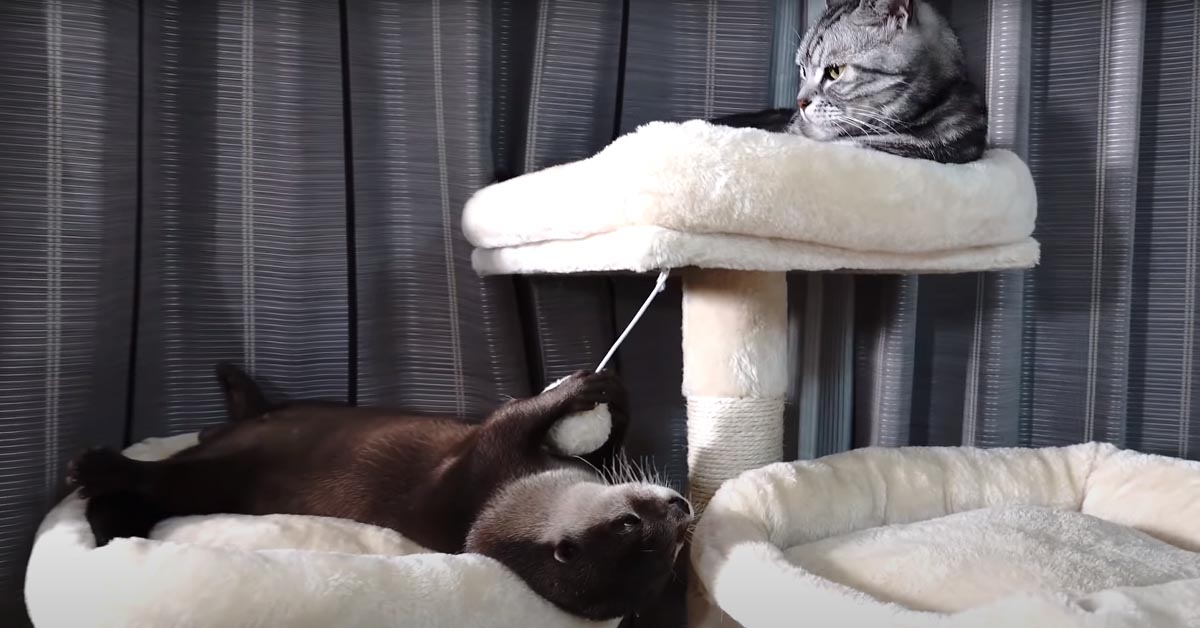 Il gattino coccola dolcemente la lontra fino a che non si addormenta (video)