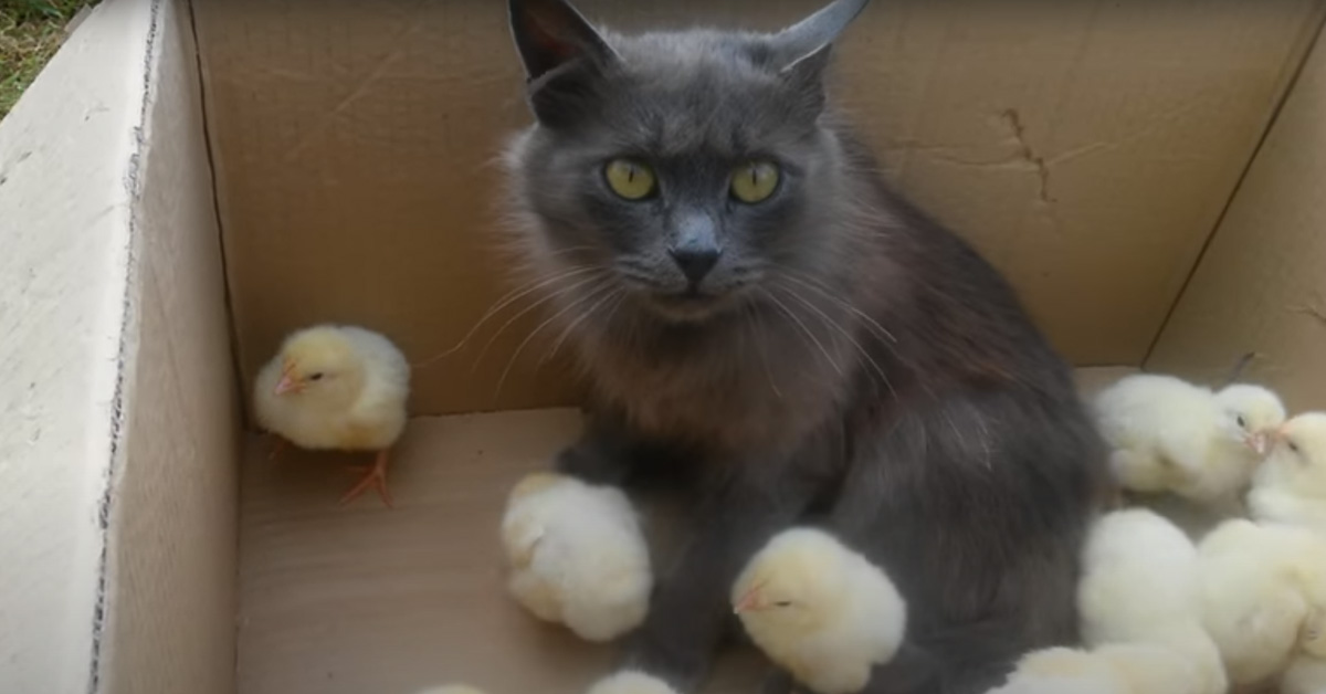 Il gattino coccola i pulcini appena nati e il momento è magico (video)