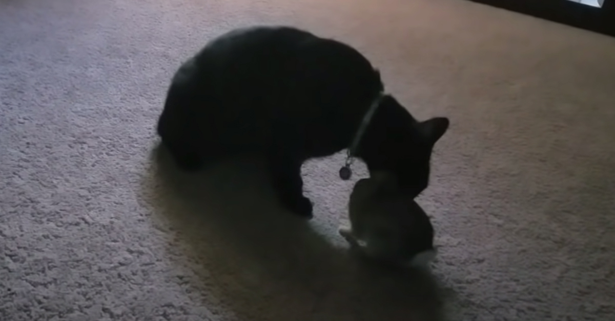 Gatto con un coniglio