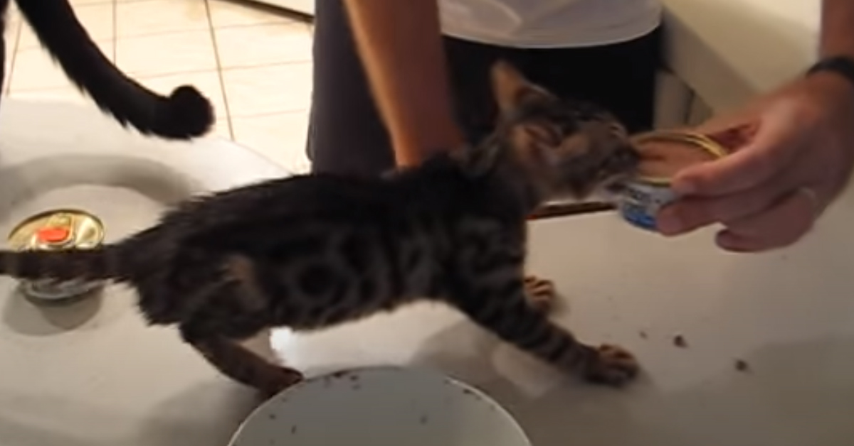 Gatto che vuole mangiare