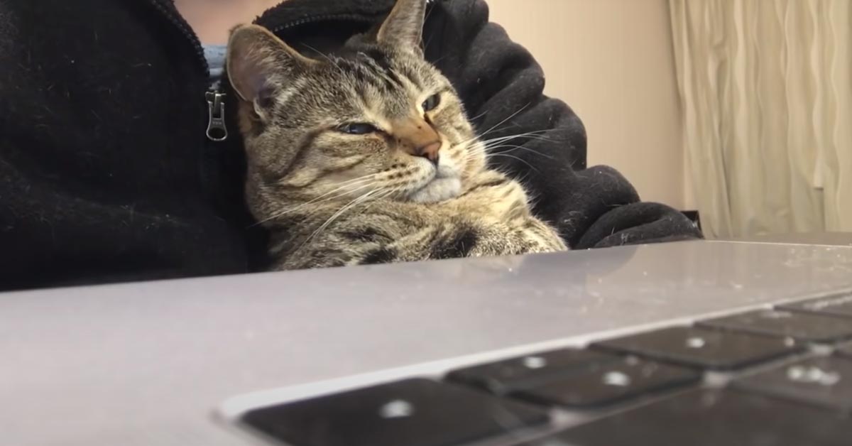 Il gattino è combattuto tra la stanchezza e la curiosità di vedere degli uccellini (video)